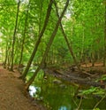 Nature, forest and river in creek with trees, landscape and environment in autumn with green plants. Woods, water and Royalty Free Stock Photo