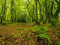 Nature forest scene with green forest and red orange fallen leaf on the ground. Barna woods forest park, Galway city, Ireland. Royalty Free Stock Photo