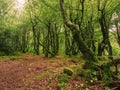 Nature forest scene with green forest and red orange fallen leaf on the ground. Barna woods forest park, Galway city, Ireland. Royalty Free Stock Photo