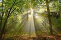 Nature forest sunburst Royalty Free Stock Photo