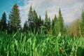 Nature forest tree flowers grass