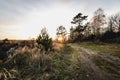 Forest, trees, grass. Road. Nature, forest, trees, grass. Sunset. Background. Sunrise. Country. Landscapear lake.Country. Royalty Free Stock Photo