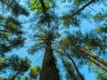 Nature forest, trees growing upward to the sun, background Royalty Free Stock Photo