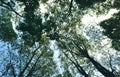 Nature forest, trees growing upward to the sun Royalty Free Stock Photo