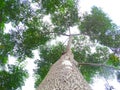 Nature forest, trees growing upward to the sun. Royalty Free Stock Photo