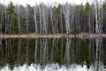 Nature of forests and lakes on the coastline. Reflection of the forest on the water surface. Beautiful landscape of the forest