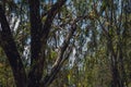 Nature frame deciduous tree top crown plant grow green leaves foliage blue sky cloud sun background Royalty Free Stock Photo