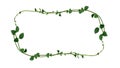 Nature frame layout of heart shaped green succulent leaves vine plant Malabar spinach or Climbing vine spinach Basella alba