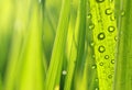 Nature fresh grass with dews Royalty Free Stock Photo