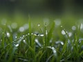 Nature fresh grass with dews. Close up of nature fresh green grass with dews drop