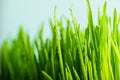 nature fresh green grass with dews drop Royalty Free Stock Photo
