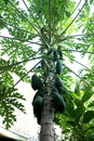 Nature fresh green papaya on tree with fruits Royalty Free Stock Photo