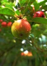 Nature, fruit and apple growing on trees in orchard for agriculture, farming and harvesting. Countryside, sustainability Royalty Free Stock Photo