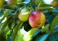 Nature, fruit and apple on trees for agriculture, orchard farming and harvesting on farm. Spring, sustainability and Royalty Free Stock Photo