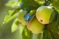 Nature, fruit and green apple on trees in farm for agriculture, orchard farming and harvesting. Countryside Royalty Free Stock Photo
