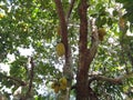 Jackfruit trees Royalty Free Stock Photo