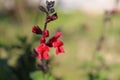 Nature fruits grennery flowers beautiful Royalty Free Stock Photo