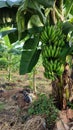 Nature garden and animale bananas pineapple Royalty Free Stock Photo