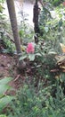  Nature . Garden flower .pink . Big leaves .