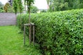 Green hedge trimmed in the garden yard lawn trees in row alley evergreen edge round Royalty Free Stock Photo