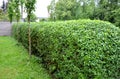 Green hedge trimmed in the garden yard lawn trees in row alley evergreen edge round Royalty Free Stock Photo