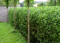 Green hedge trimmed in the garden yard lawn trees in row alley evergreen edge round Royalty Free Stock Photo