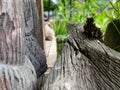 Nature garden or park decorated with natural wood