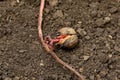 Closeup of acorn seed germination.