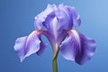 Nature gardening floral purple flower petal botany iris violet blooming