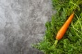 Nature and gardening.Vegetable background. Carrot with greens.