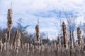 Nature gems - fluffy white and brown bulrush cattail tops against a blue sky with white clouds Royalty Free Stock Photo