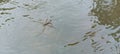 nature Gerridae water spiders always walkjump on the surface of the water