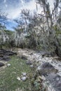 Nature ghost forest on a canyon de los Chivos Royalty Free Stock Photo