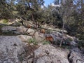 Nature goats trees rocks wildlife