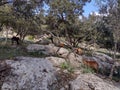 Nature goats trees rocks wildlife