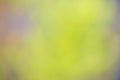 Nature gradient backdrop with bright sunlight. Abstract green blurred background. Ecology concept for your graphic Royalty Free Stock Photo