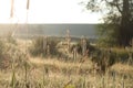 Backlit grasses in the Grand Tetons Royalty Free Stock Photo
