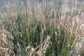 Nature grass field background in The Qilian Mountain Scenic Area Mount Drow in Qinghai China