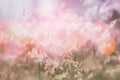 Nature grass flower field in soft focus , pink pastel background Royalty Free Stock Photo