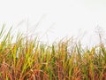 Nature grass green yellow isolated on white background Royalty Free Stock Photo