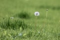 Dandelion green in the garden nature texture grass background for inscriptions