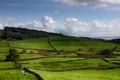 Cows grazing on green pasture, meadow with dry stone walls, Louch Corrib, Connemara, Co. Galway, Ireland, Europe