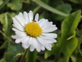 White work in the grass