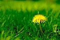 Nature, grass and yellow dandelion in field for natural beauty, spring mockup and blossom. Countryside, plant background Royalty Free Stock Photo