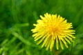 Nature, grass and yellow dandelion in meadow for natural beauty, spring mockup and blossom. Countryside, plant Royalty Free Stock Photo