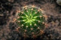 Nature green background, cactus close-up or cacti or cactuses, top view