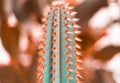Nature green background, exotic plant, Set Neon Cactus. Minimal
