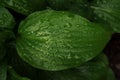 Nature green background leave with morning dew water drop on surface after rain Royalty Free Stock Photo