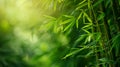 Nature of green bamboo tree leaf background Royalty Free Stock Photo