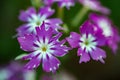 Beautiful phlox flower deep pink